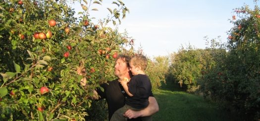 Picking Apples in MN