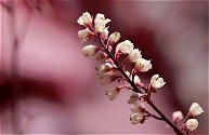 macro photo by j parsons