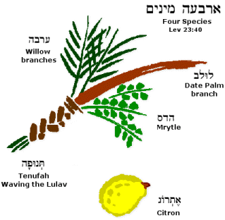 Shake Your Lulav!