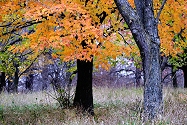 Photo by John J Parsons
