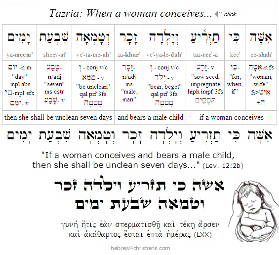 Lev. 12:2 Tazria Hebrew Analysis